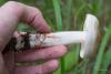 collybia-maculata_02_t1.jpg