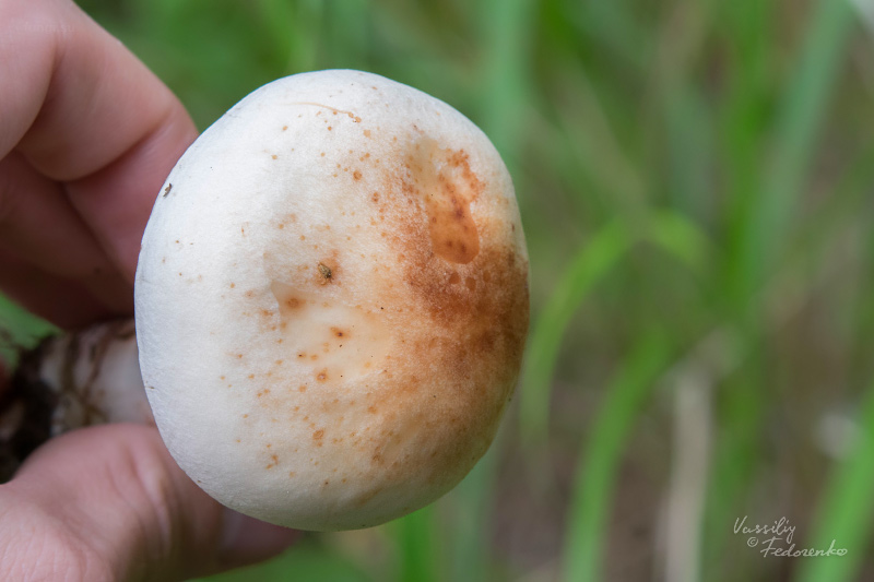 collybia-maculata_03.jpg