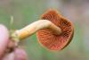 cortinarius_01_t1_1.jpg