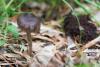 cortinarius_01_t1_2.jpg