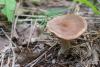 cortinarius_01_t1_4.jpg