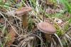 cortinarius_02_t1_2.jpg
