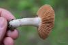 cortinarius_02_t1_3.jpg