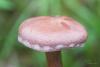 cortinarius_03_t1_2.jpg