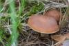 cortinarius_03_t1_3.jpg