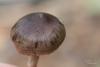 cortinarius_04_t1_1.jpg