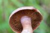 cortinarius_04_t1_2.jpg