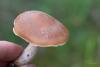 cortinarius_04_t1_3.jpg