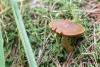 cortinarius_05_t1_1.jpg