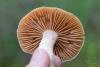 cortinarius_05_t1_3.jpg