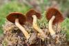 cortinarius_06_t1.jpg