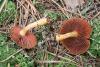 cortinarius_06_t1_1.jpg