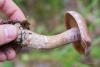 cortinarius_06_t1_2.jpg