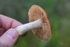 cortinarius_06_t1_3.jpg