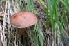 cortinarius_07_t1.jpg