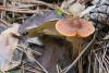 cortinarius_07_t1_1.jpg