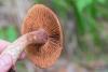 cortinarius_08_t1.jpg