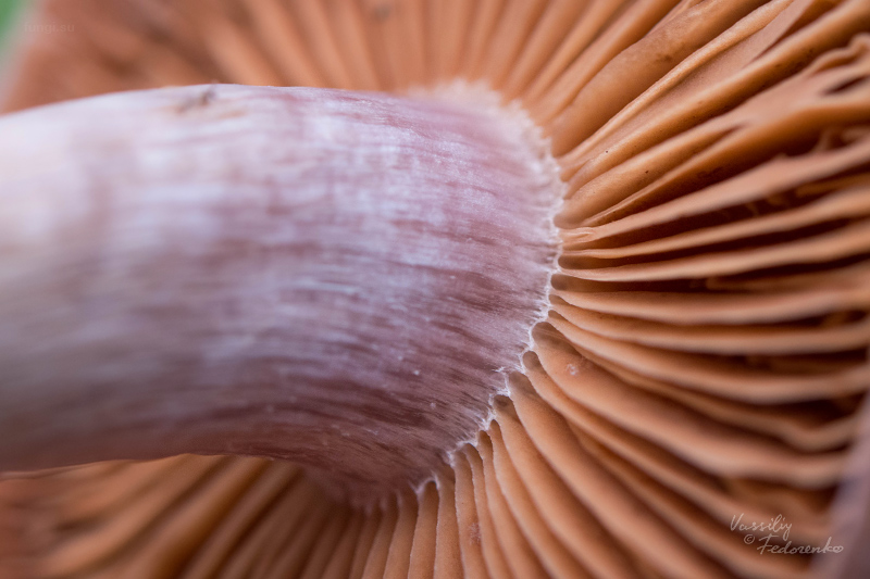 cortinarius_09.jpg