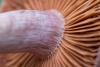 cortinarius_09_t1.jpg