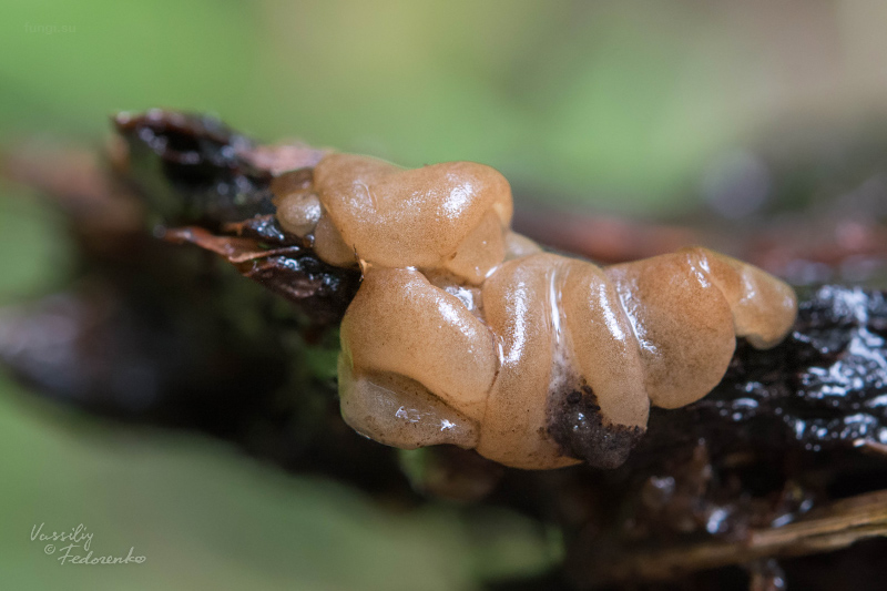 fungi_01.jpg