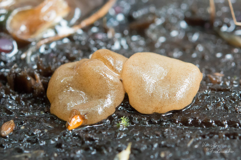 fungi_02.jpg