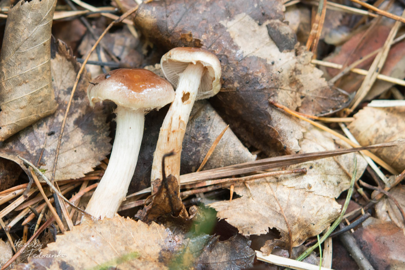 hebeloma_02.jpg