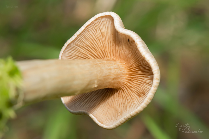 hebeloma_02_1.jpg