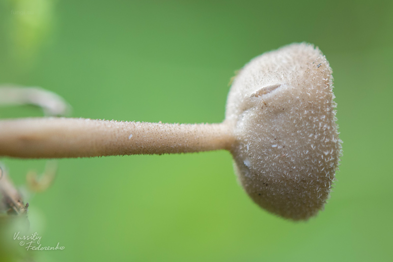 helvella_03.jpg