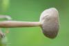 helvella_03_t1.jpg