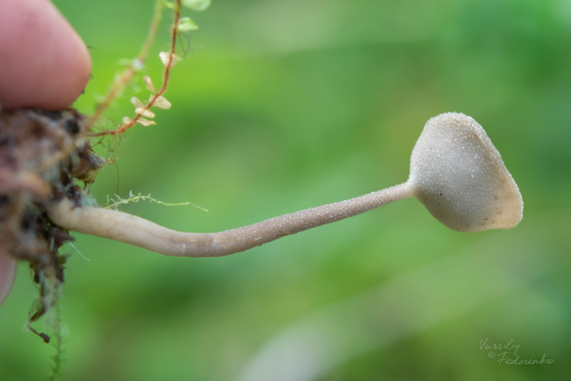 helvella_04.jpg