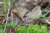 helvella_05_t1.jpg