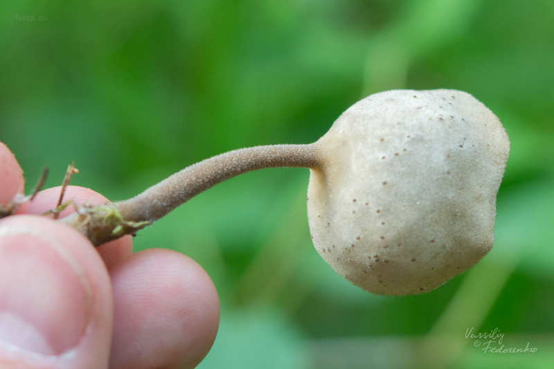 helvella_07.jpg