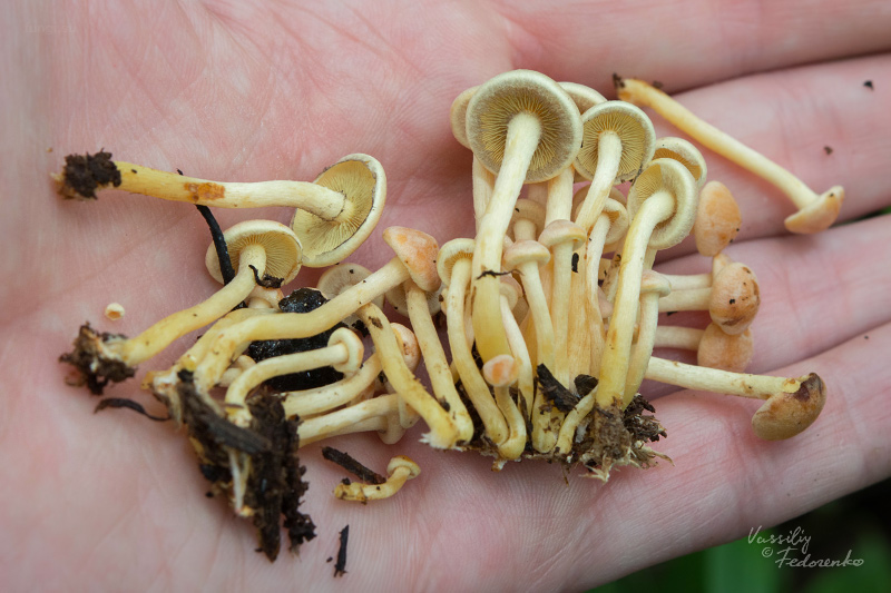 hypholoma-fasciculare_02.jpg
