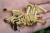 hypholoma-fasciculare_02_t1.jpg
