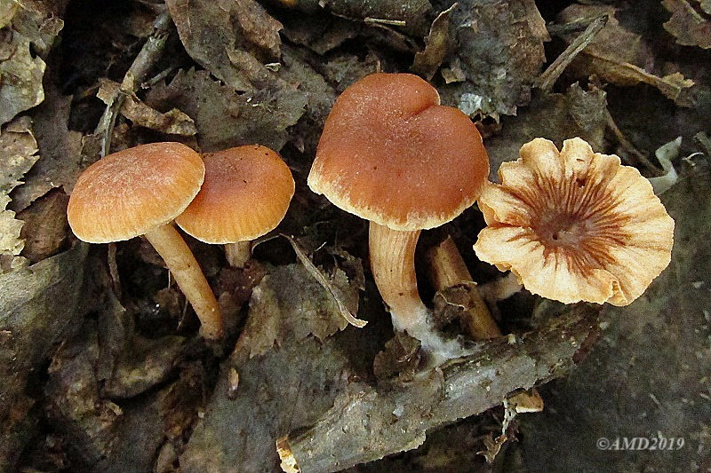img_3514.jpg