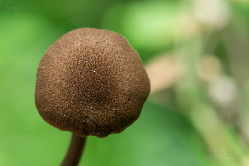 inocybe-lanuginosa_02.jpg