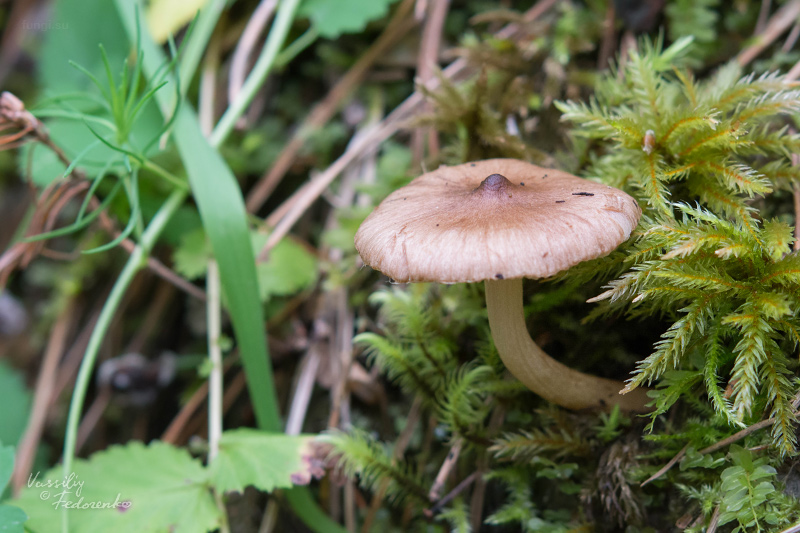 inocybe_01.jpg