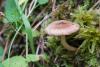 inocybe_01_t1.jpg