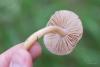 inocybe_02_t1.jpg