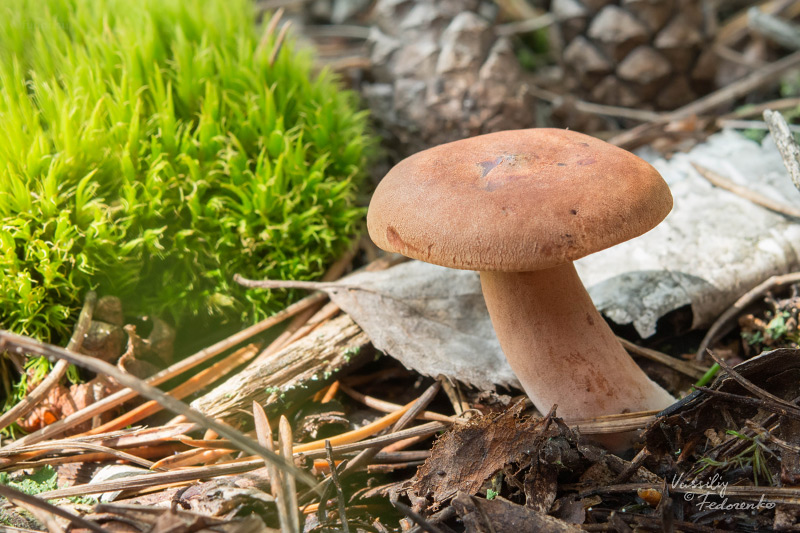 lactarius-rufus_01.jpg