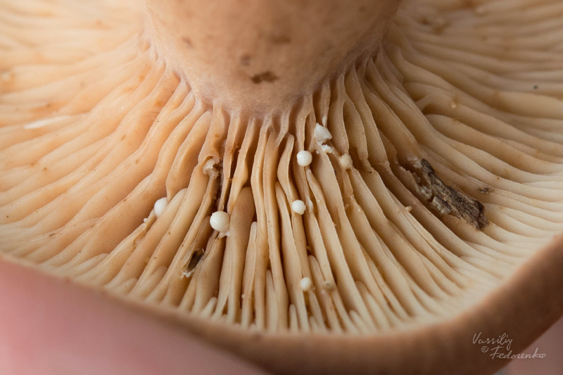 lactarius-rufus_02.jpg