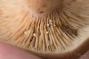 lactarius-rufus_02_t1.jpg