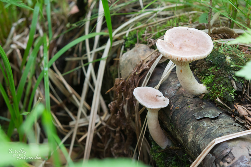 lactarius_01.jpg