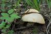 leccinum-versipelle_01_t1.jpg