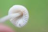 mycena_02_t1.jpg