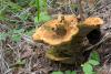 phaeolus-schweinitzii_01_t1_1.jpg