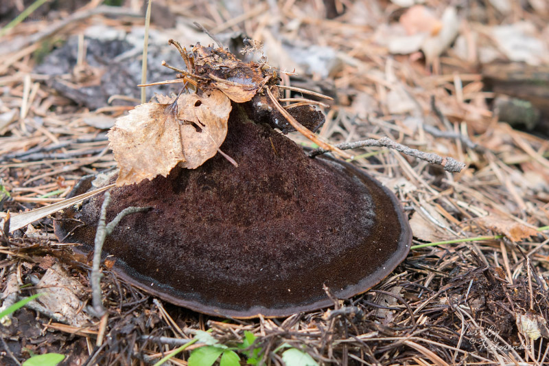 phaeolus-schweinitzii_02.jpg