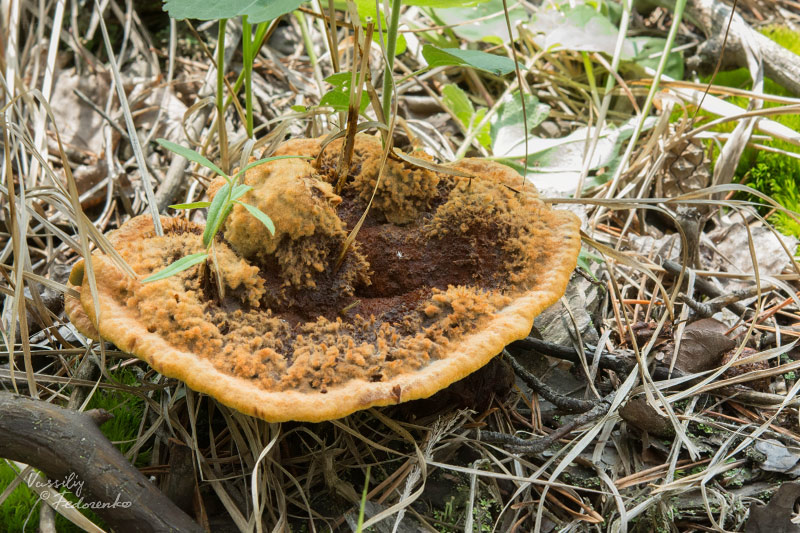 phaeolus-schweinitzii_03.jpg