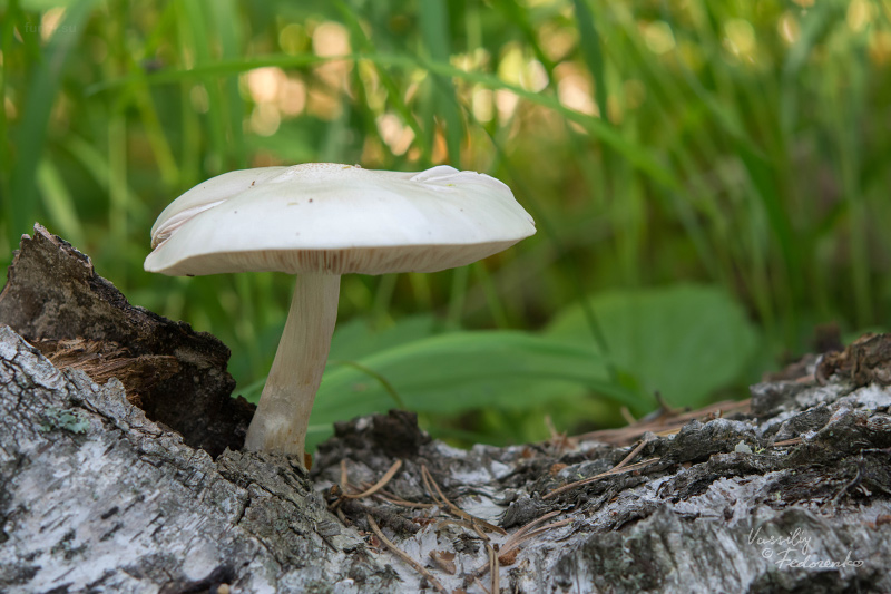 pluteus_01.jpg