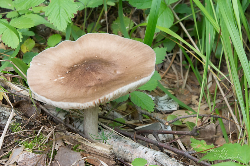 pluteus_01_1.jpg